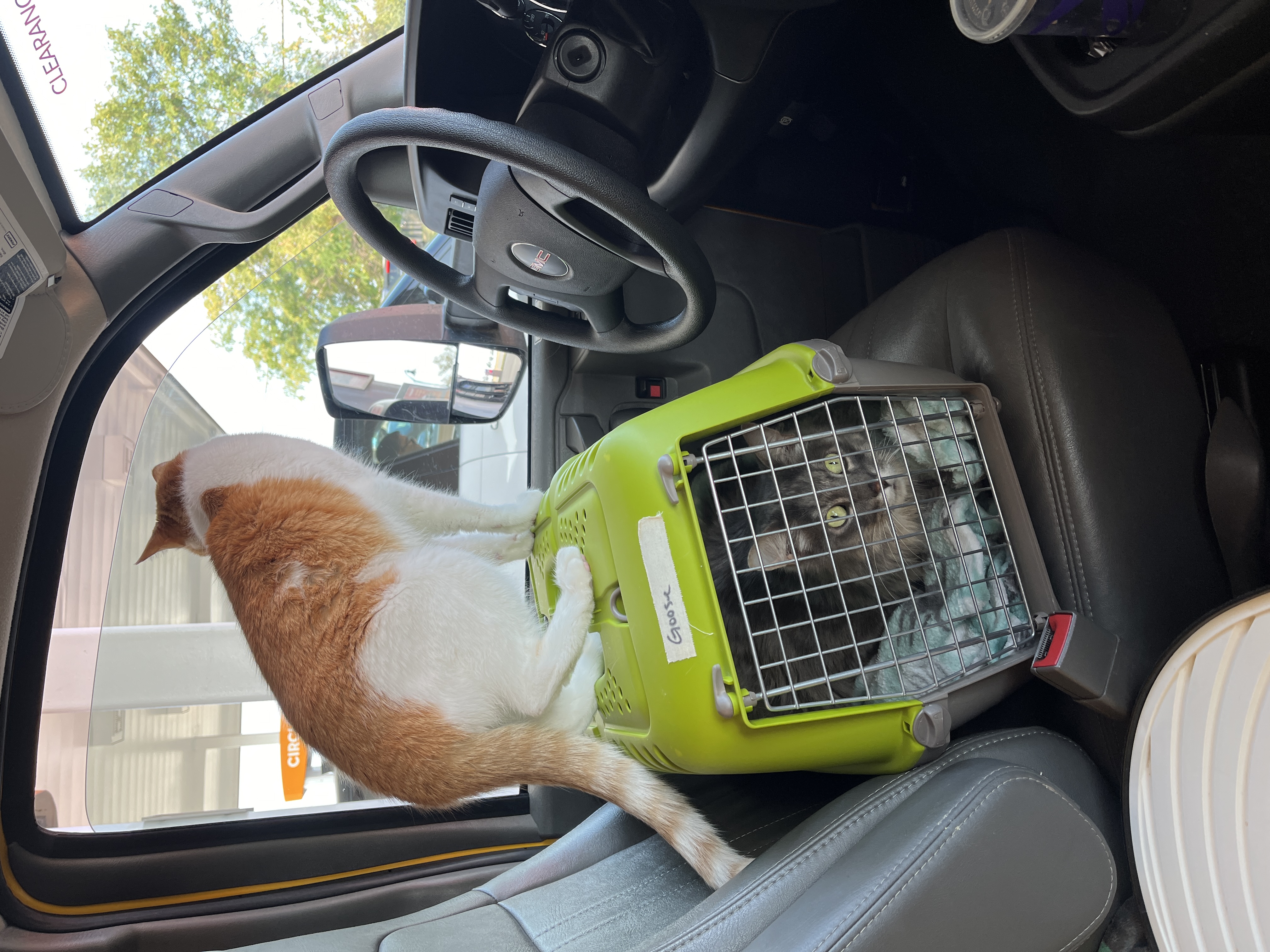 cats in the driver's seat of a moving truck