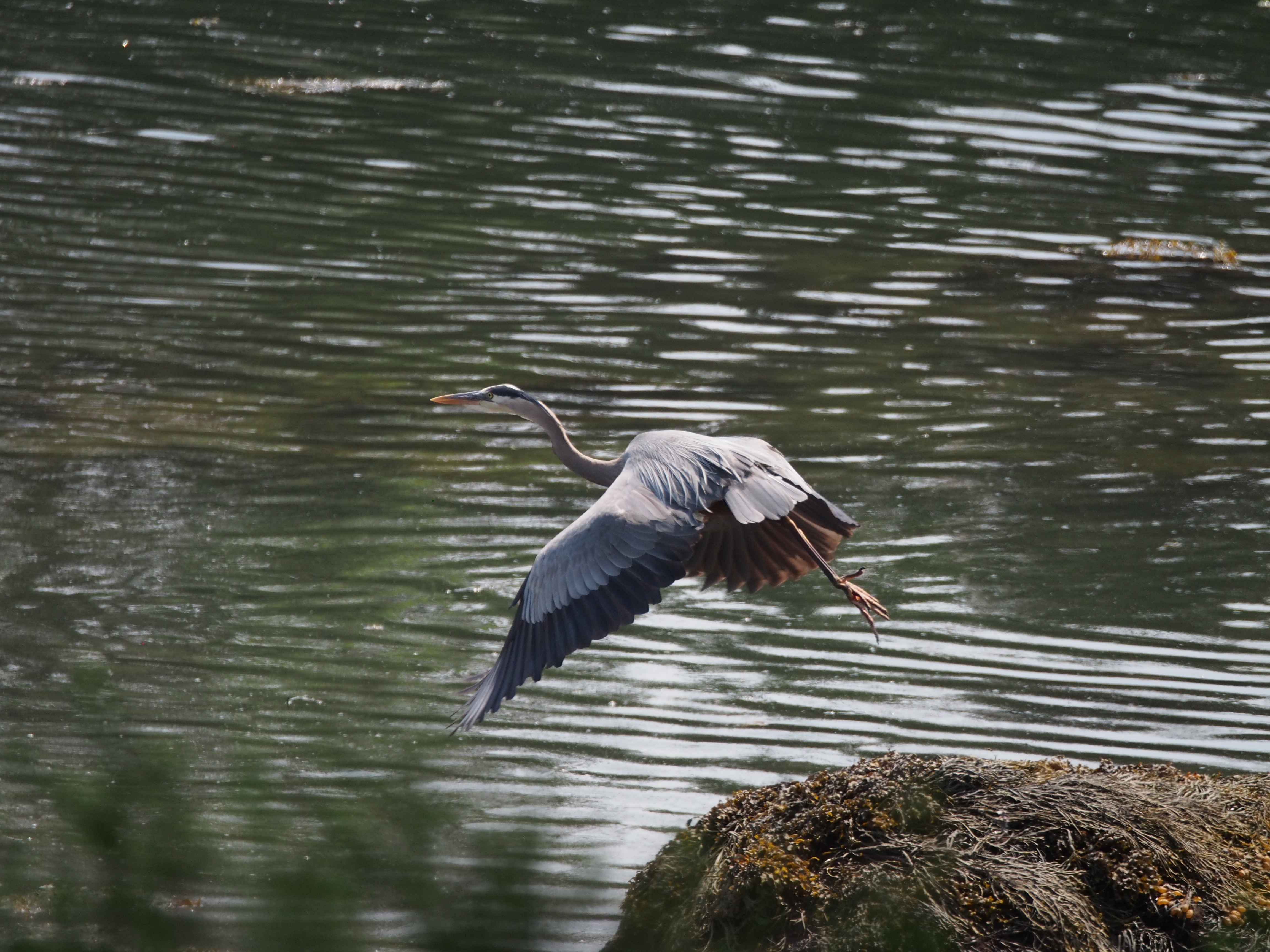 Great blue heron