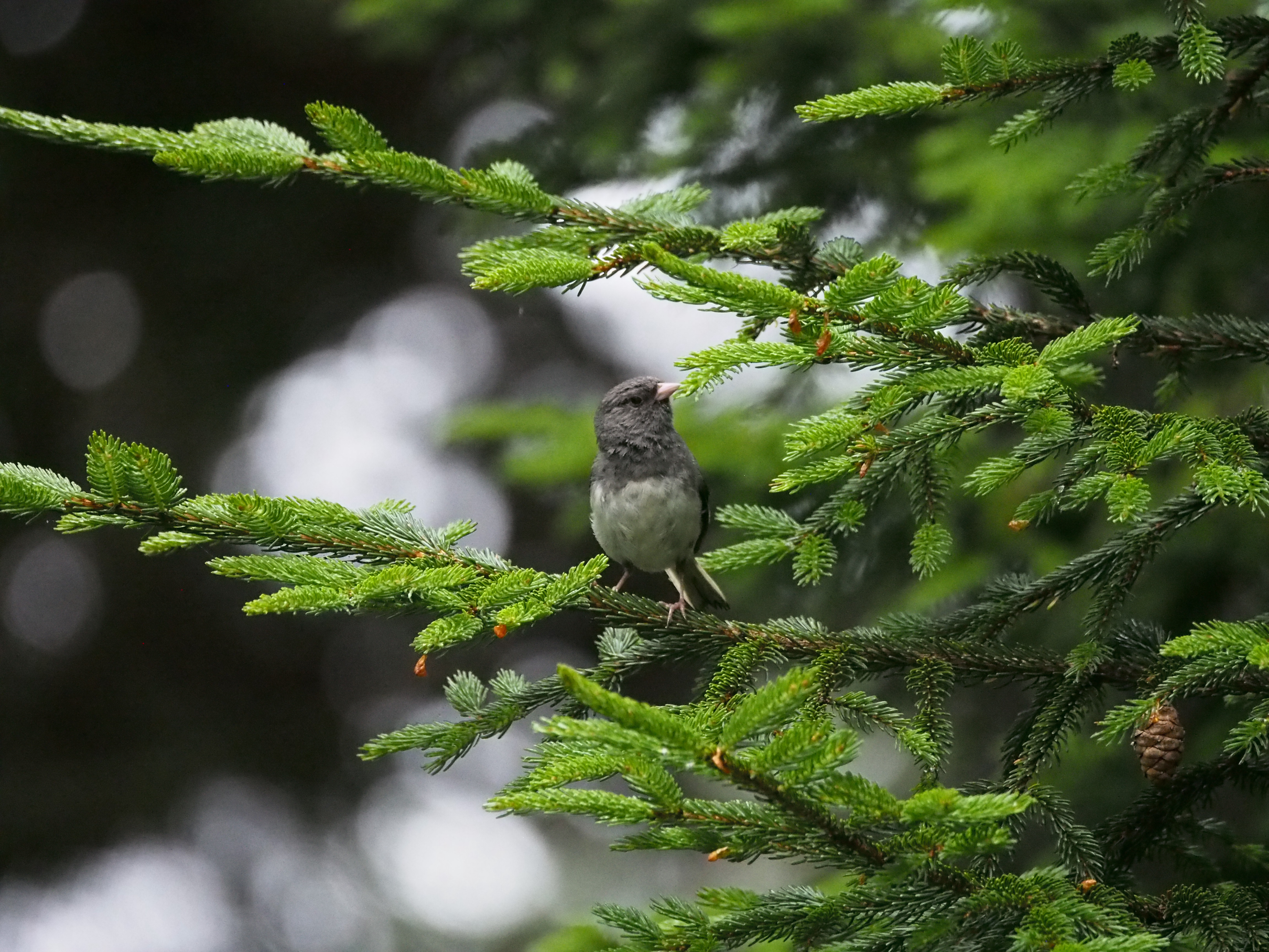 Dark-eyed junco
