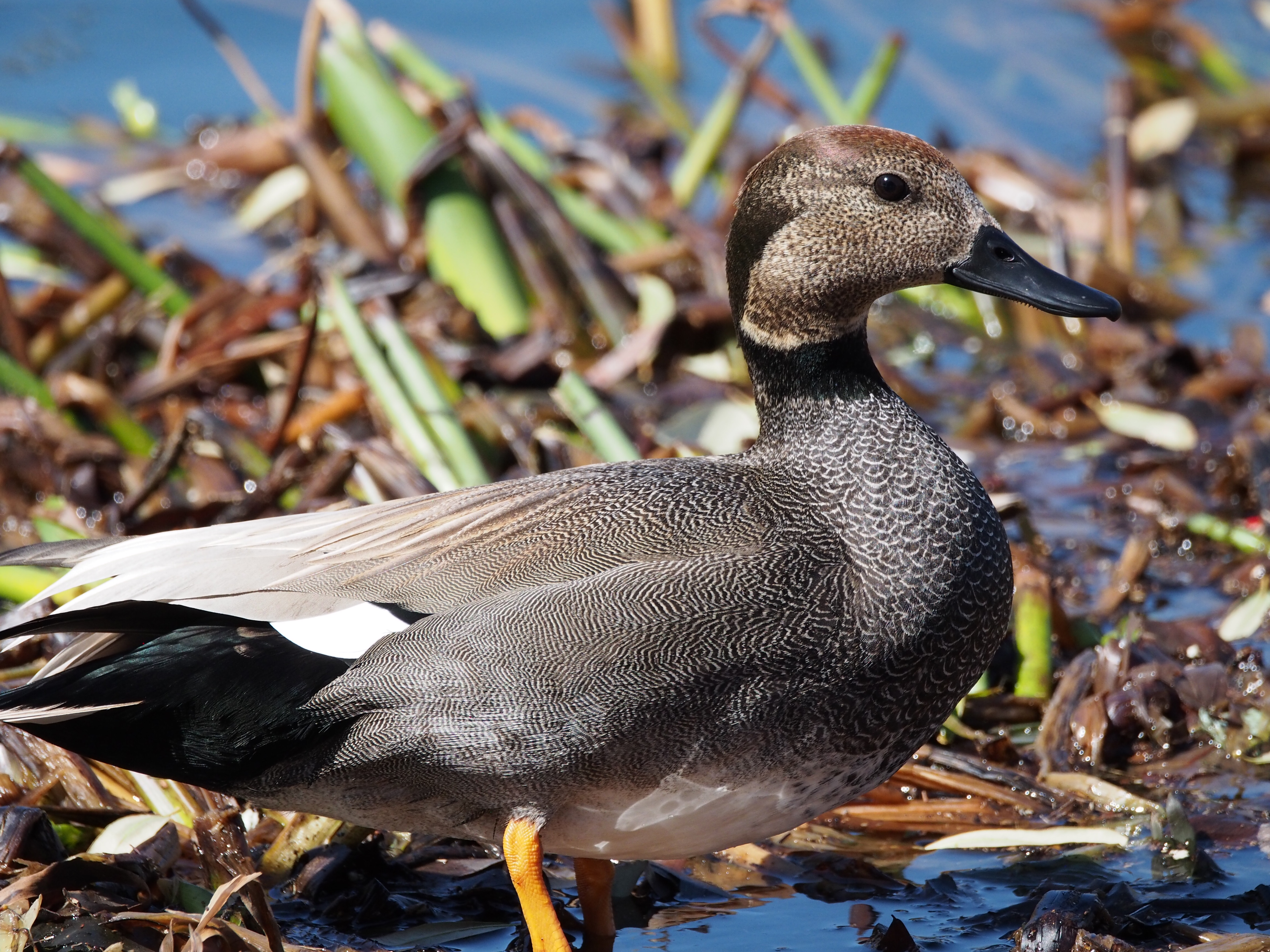 gadwall