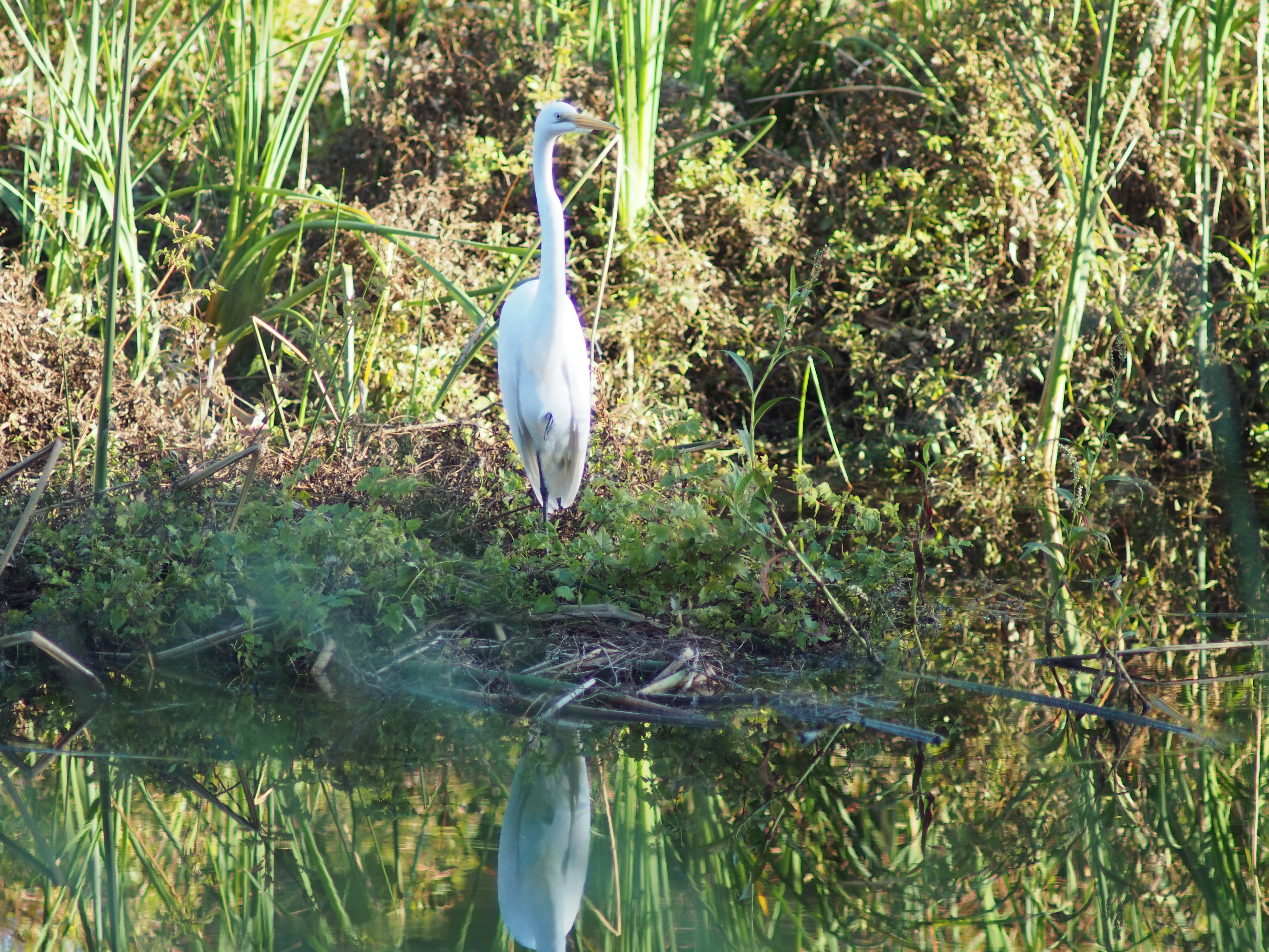 Great egret