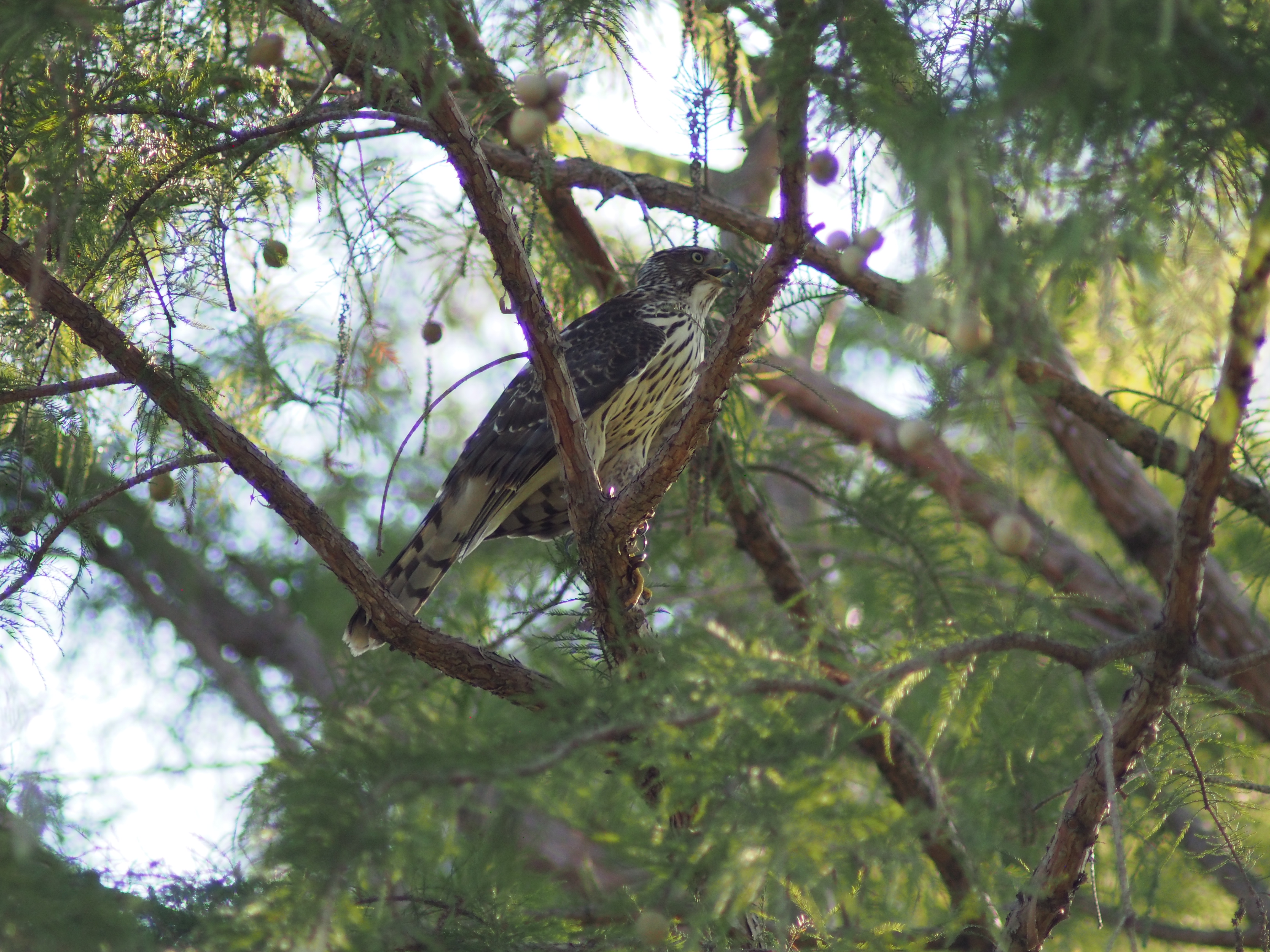 Cooper's hawk