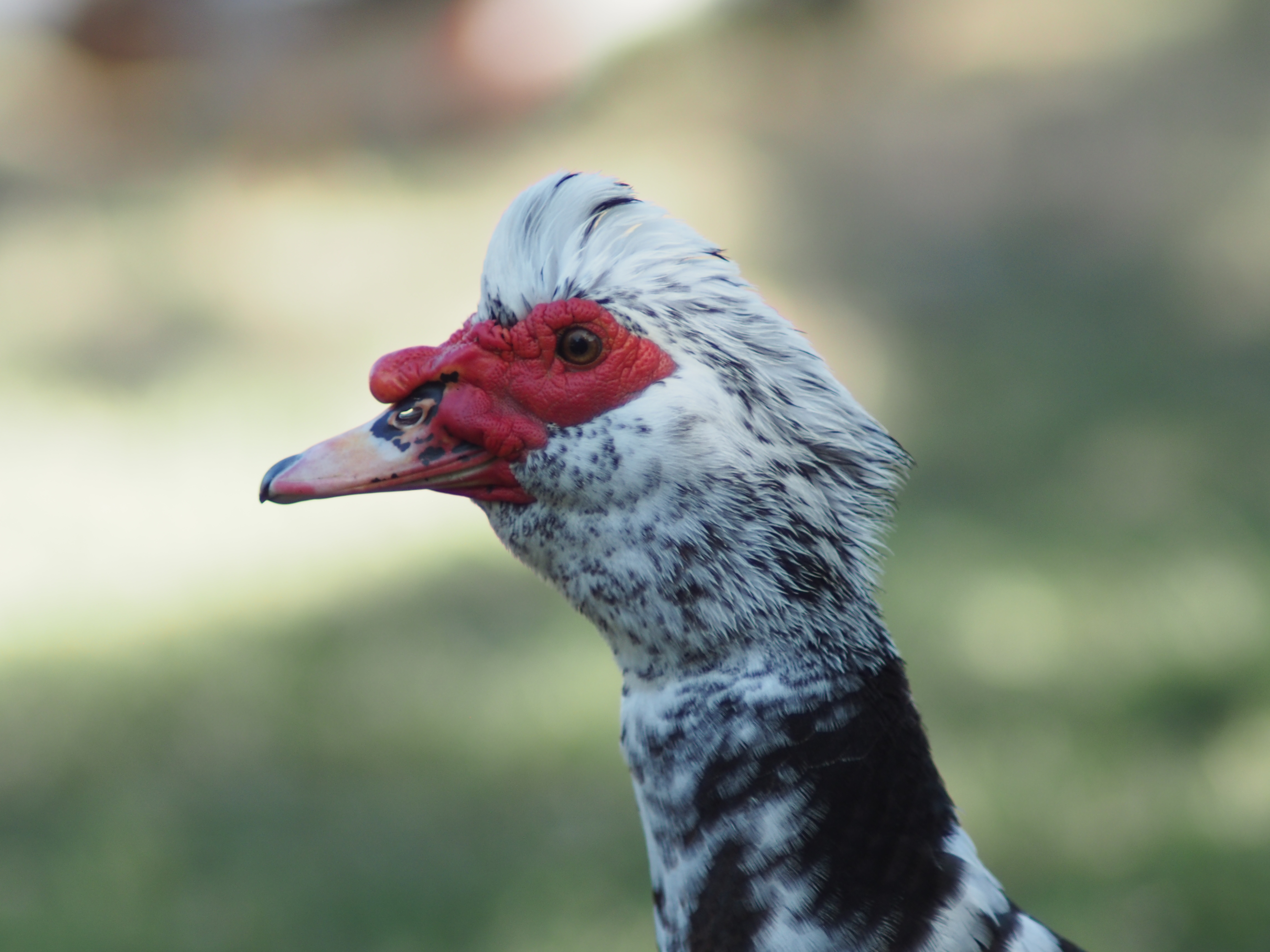 Muscovy duck