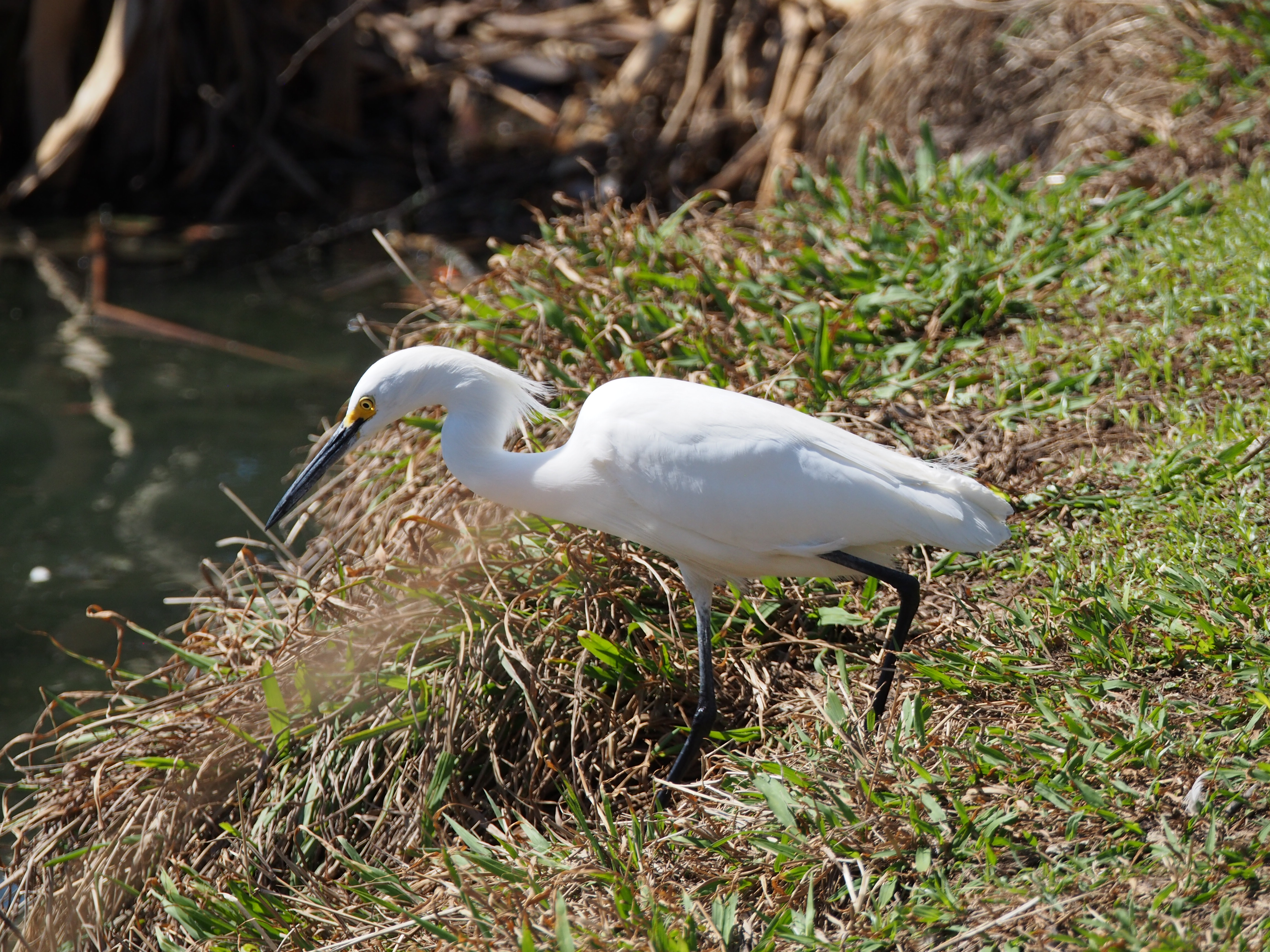 Snowy egret